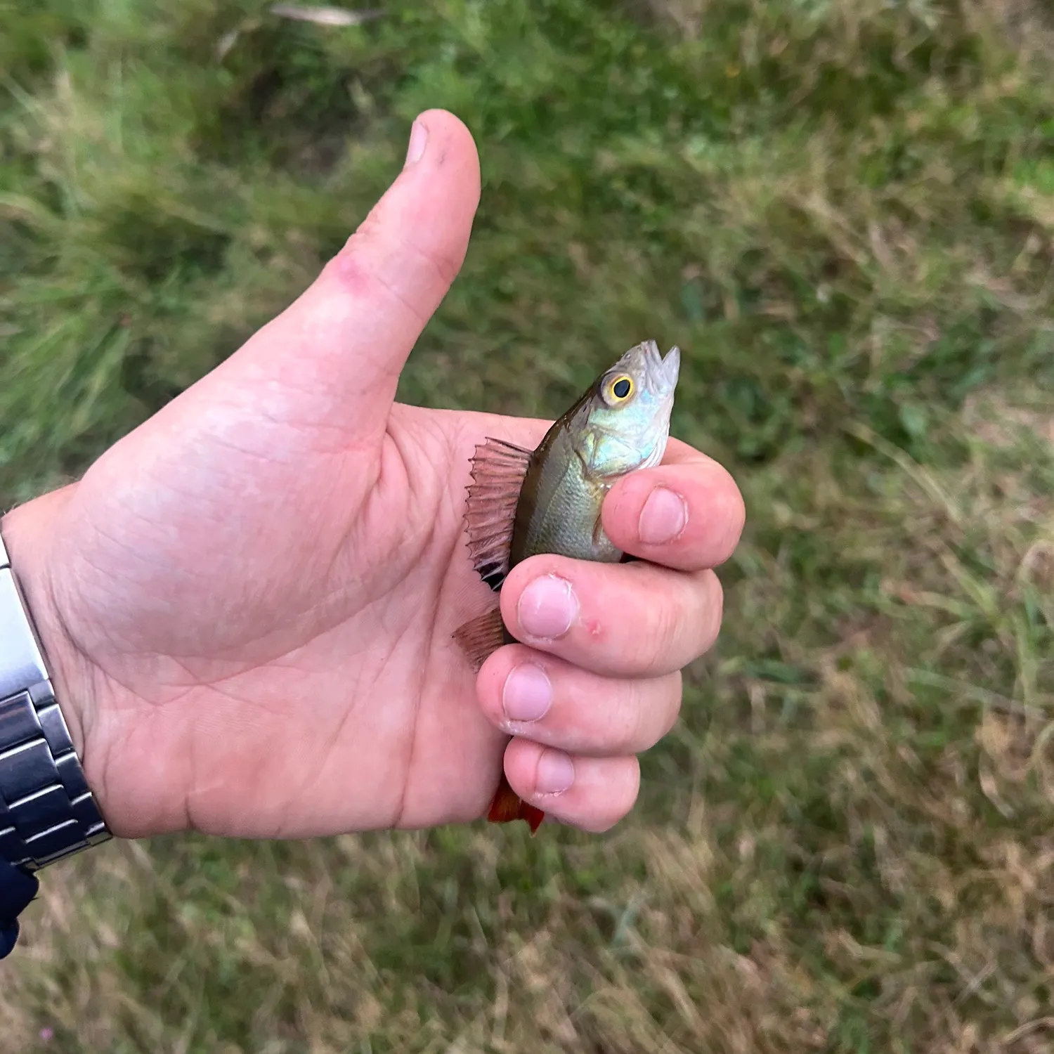 European perch caught on Fishbrain