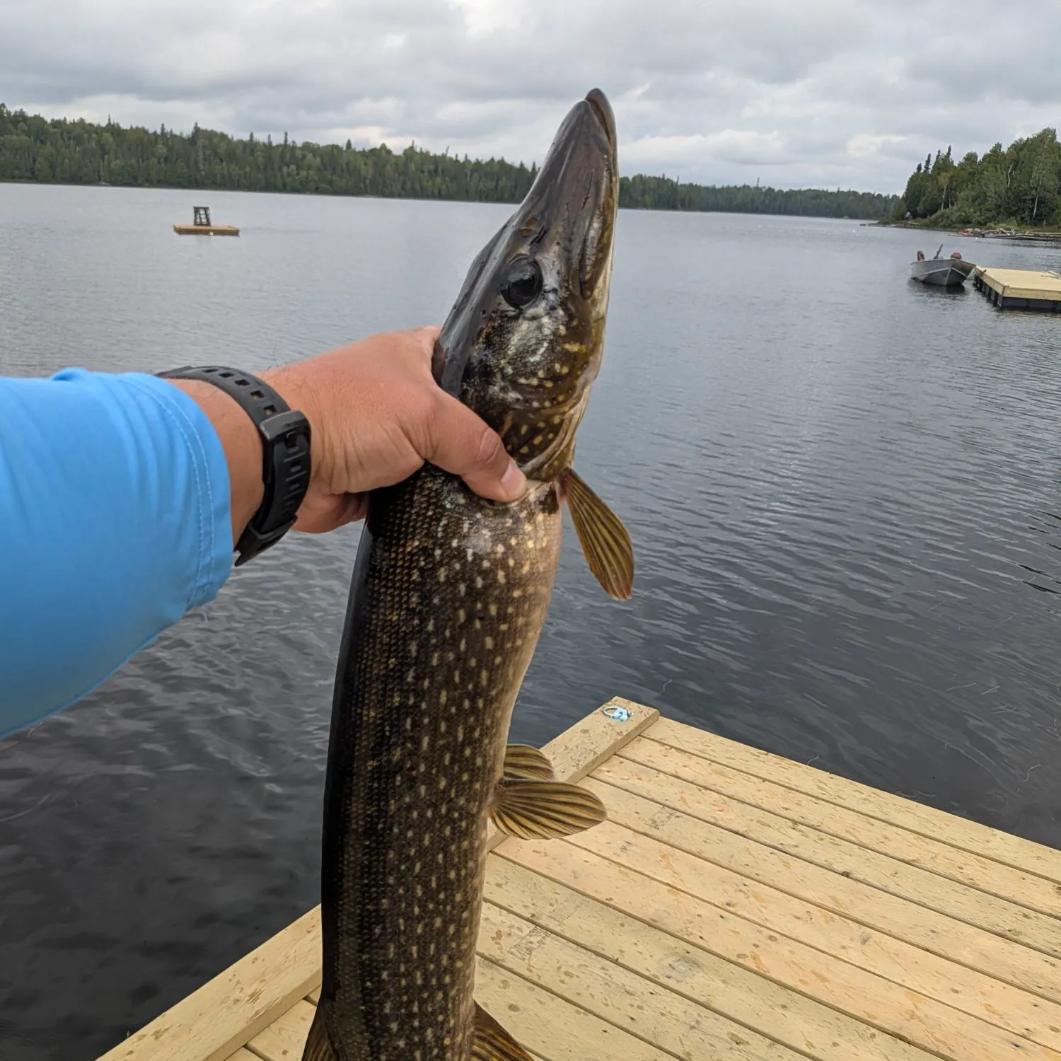 Northern pike caught on Fishbrain