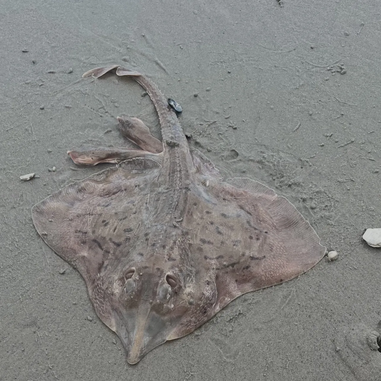 The most recent Clearnose skate catches on Fishbrain