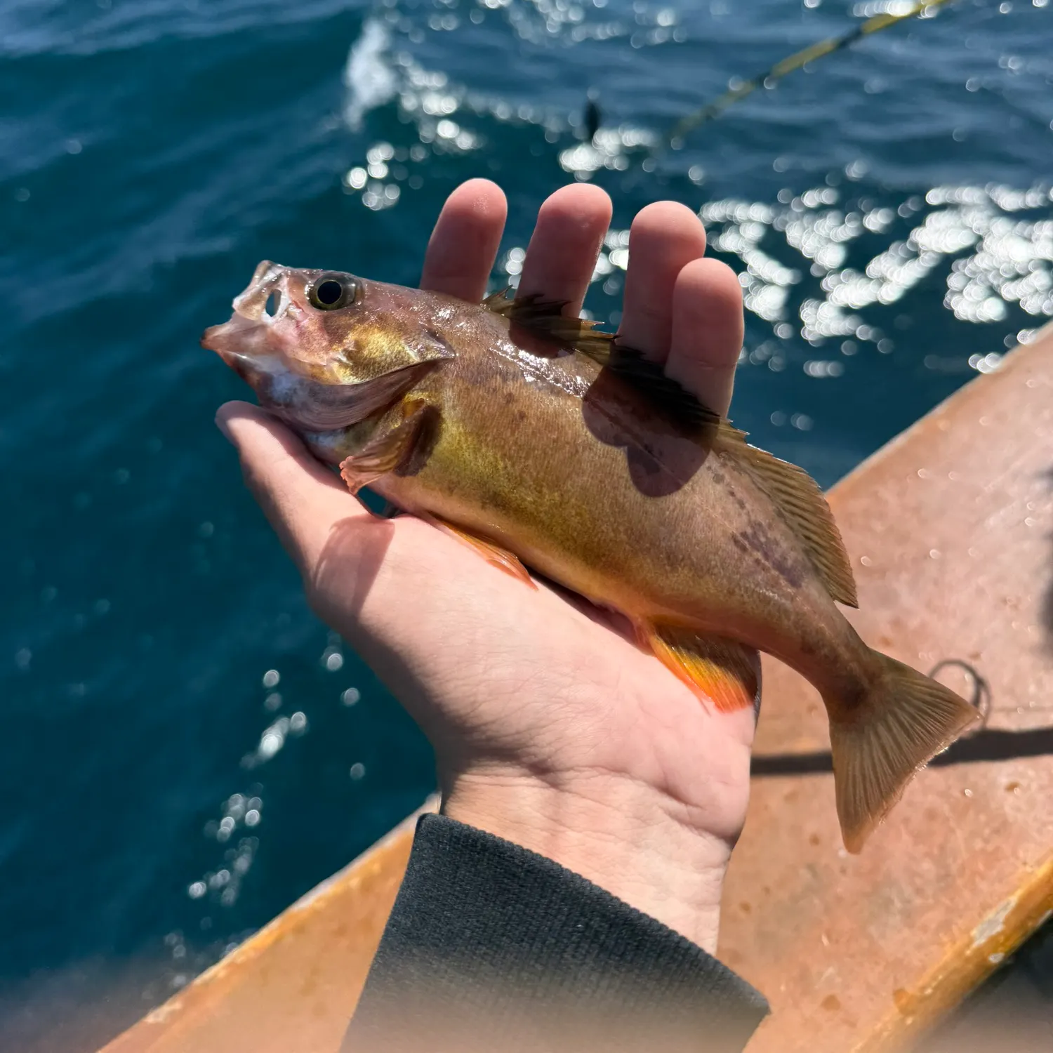 The most recent Squarespot rockfish catches on Fishbrain