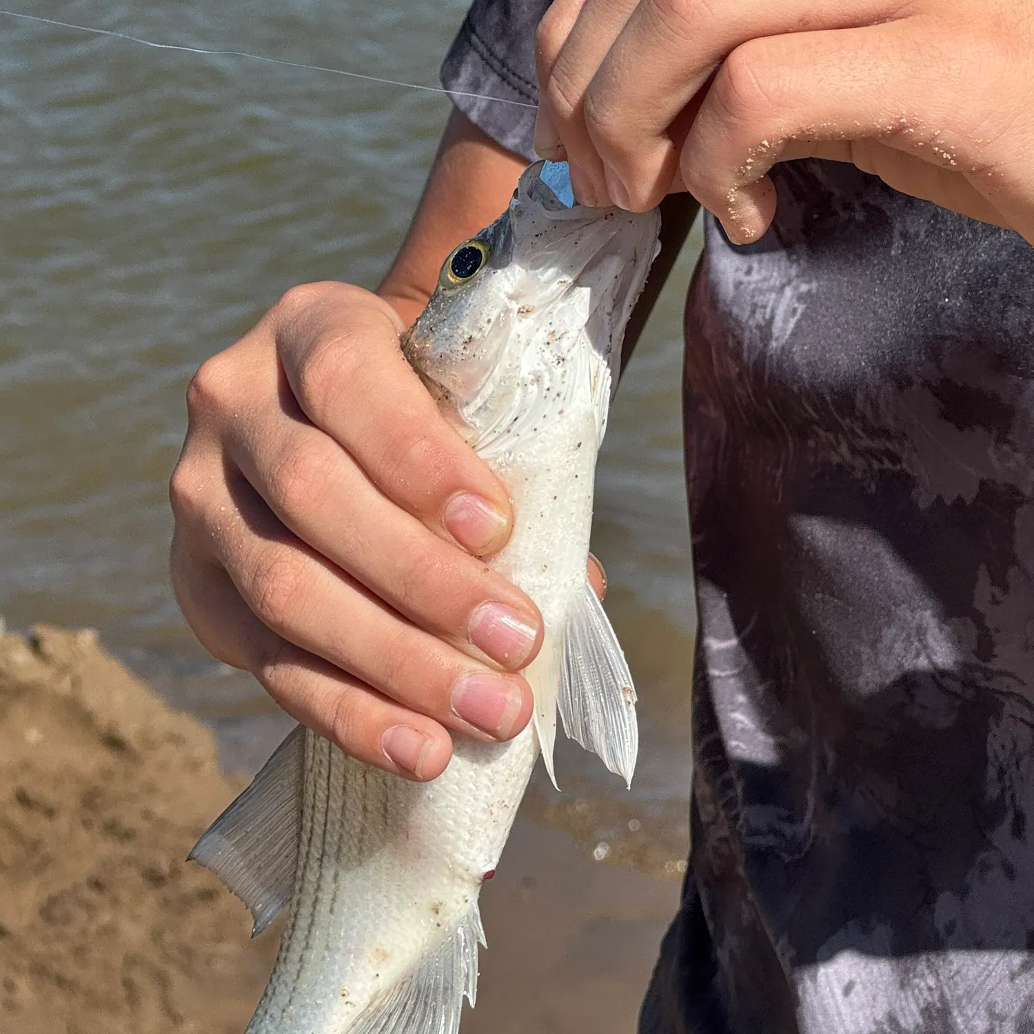 White bass caught on Fishbrain