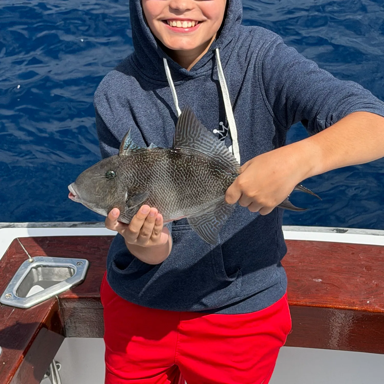Grey triggerfish caught on Fishbrain