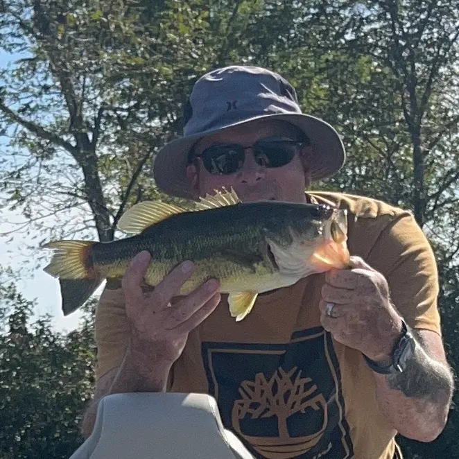Largemouth bass caught on Fishbrain
