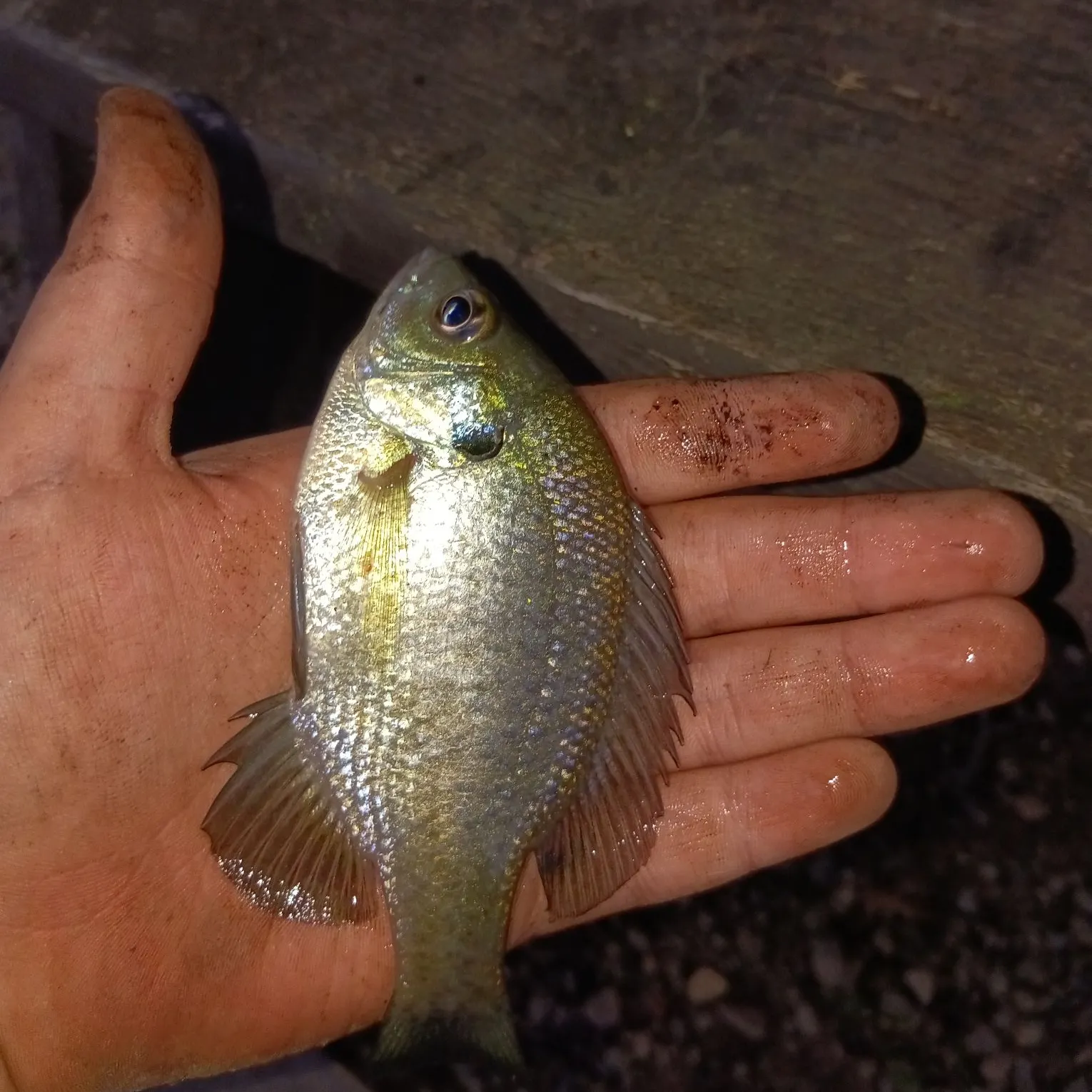 Fish caught on Fishbrain
