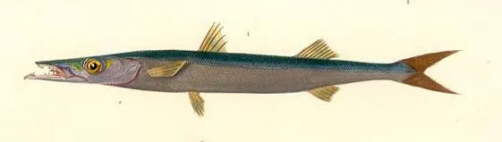 European barracuda