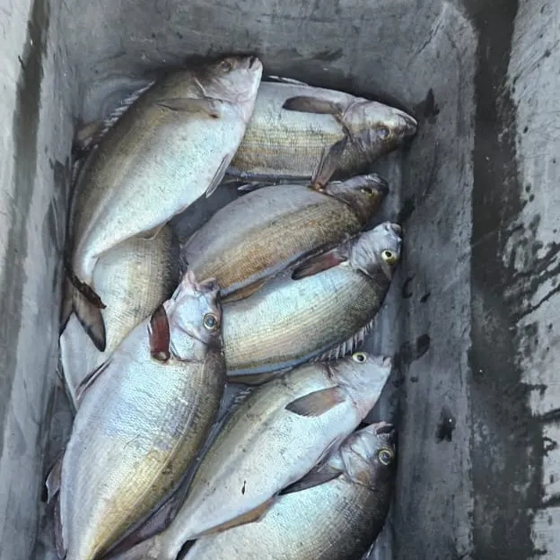 The most recent Blue moki catches on Fishbrain