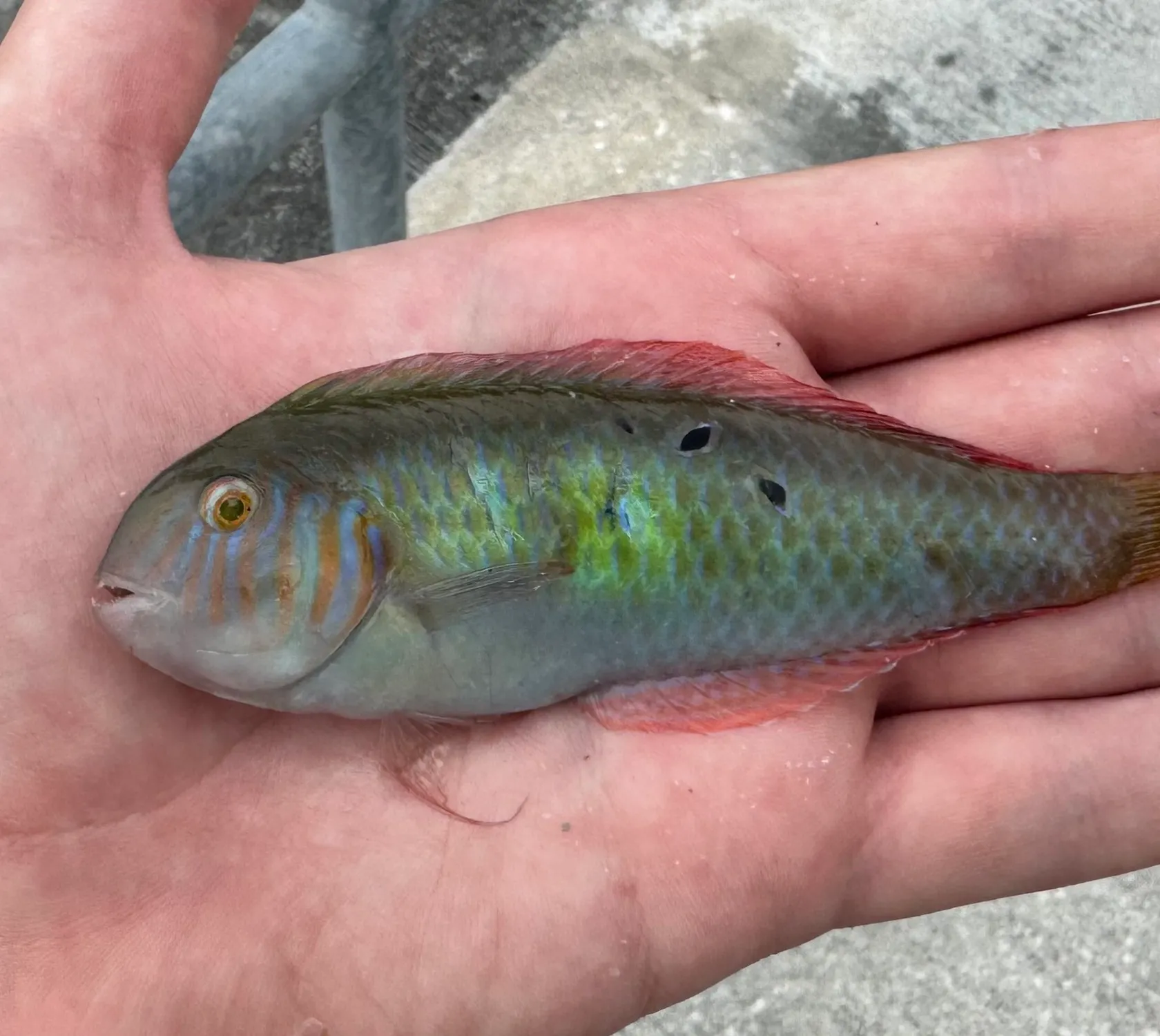 The most popular recent Green razorfish catch on Fishbrain