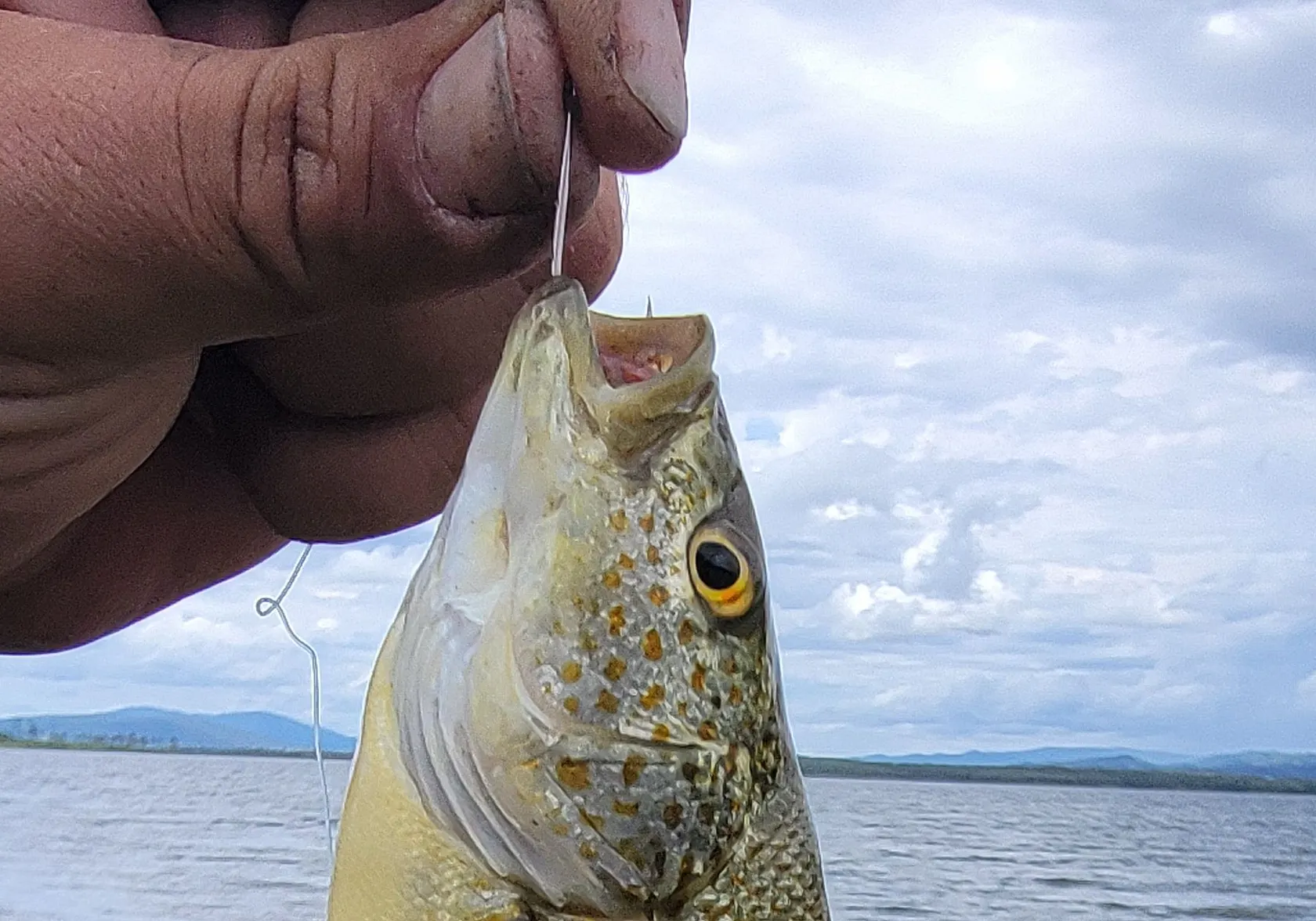 Spangled perch