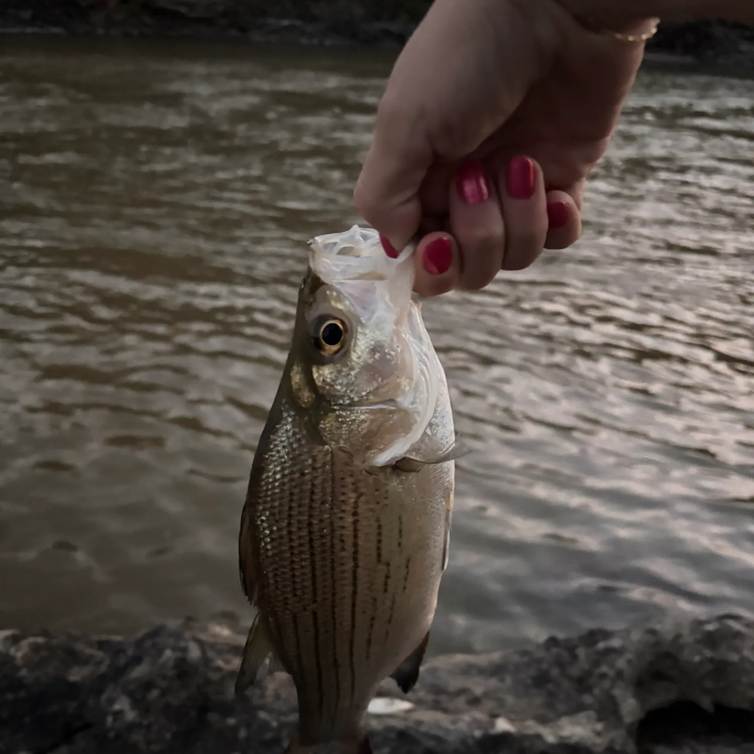 White bass caught on Fishbrain