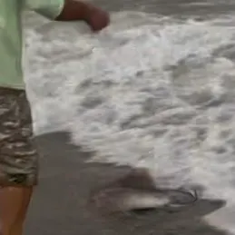 The most recent Atlantic stingray catches on Fishbrain