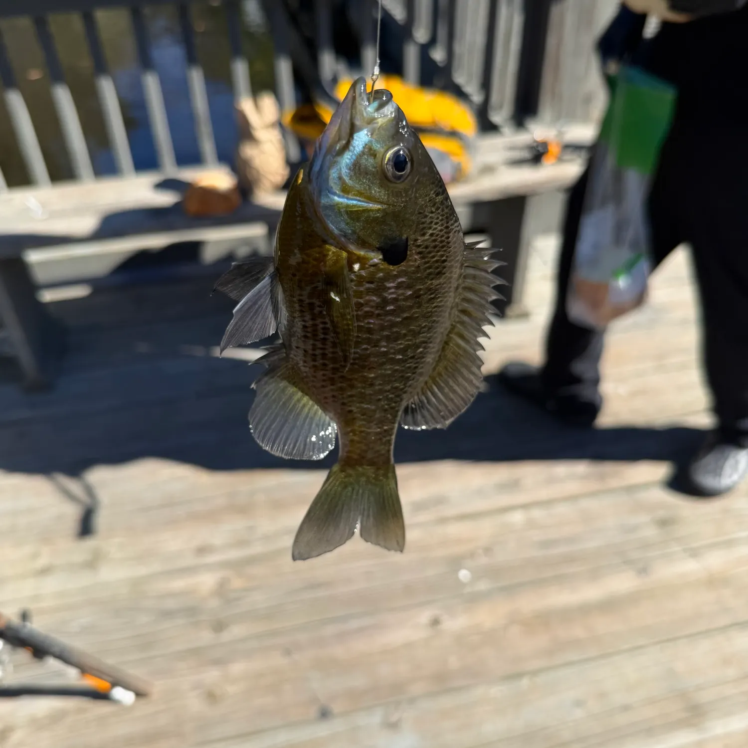 Bluegill caught on Fishbrain