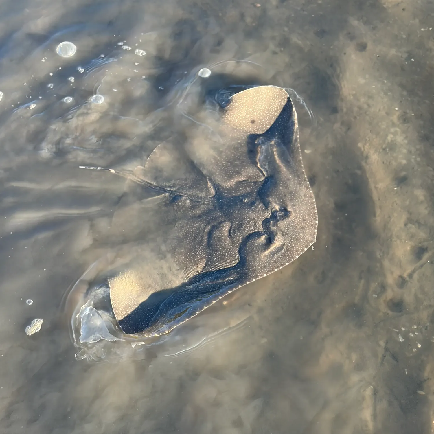 Spiny butterfly ray caught on Fishbrain