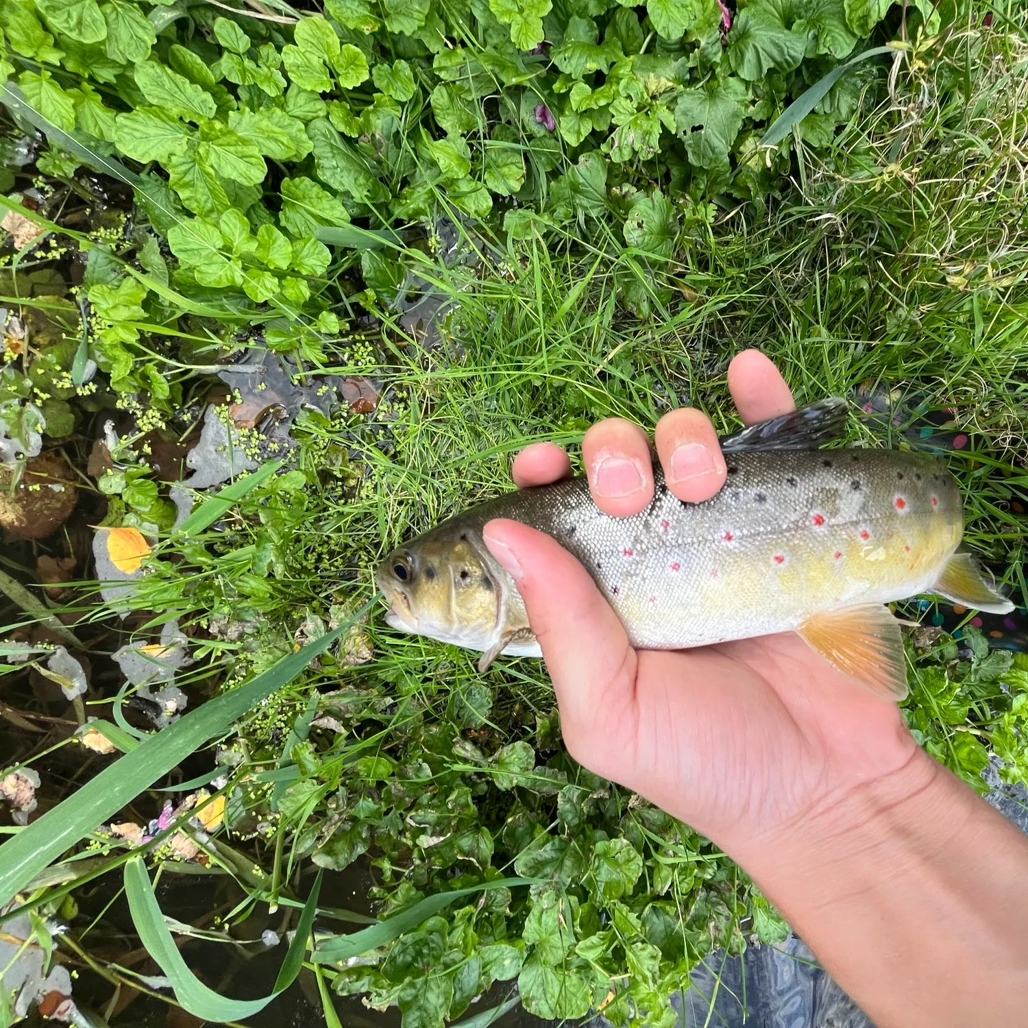 Brown trout caught on Fishbrain