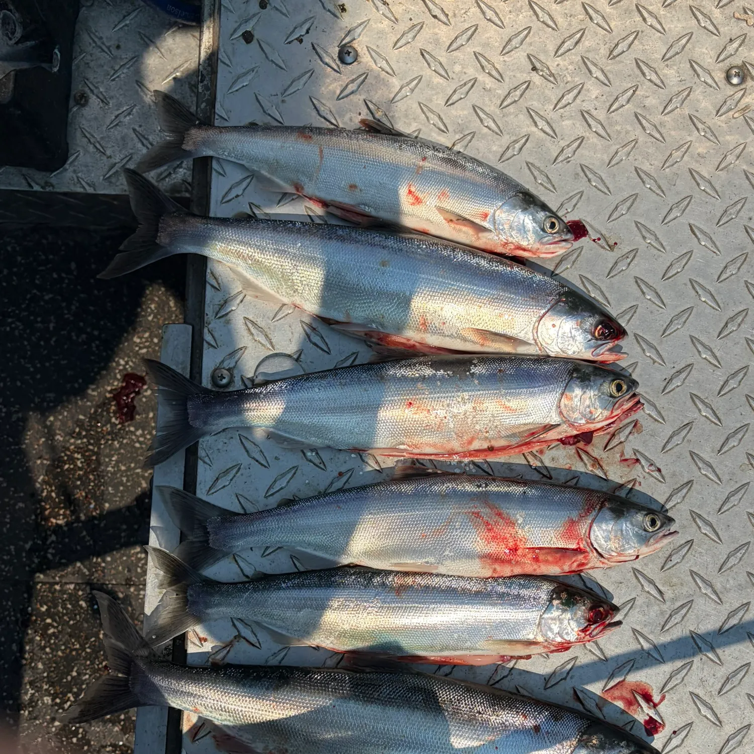 Kokanee salmon caught on Fishbrain