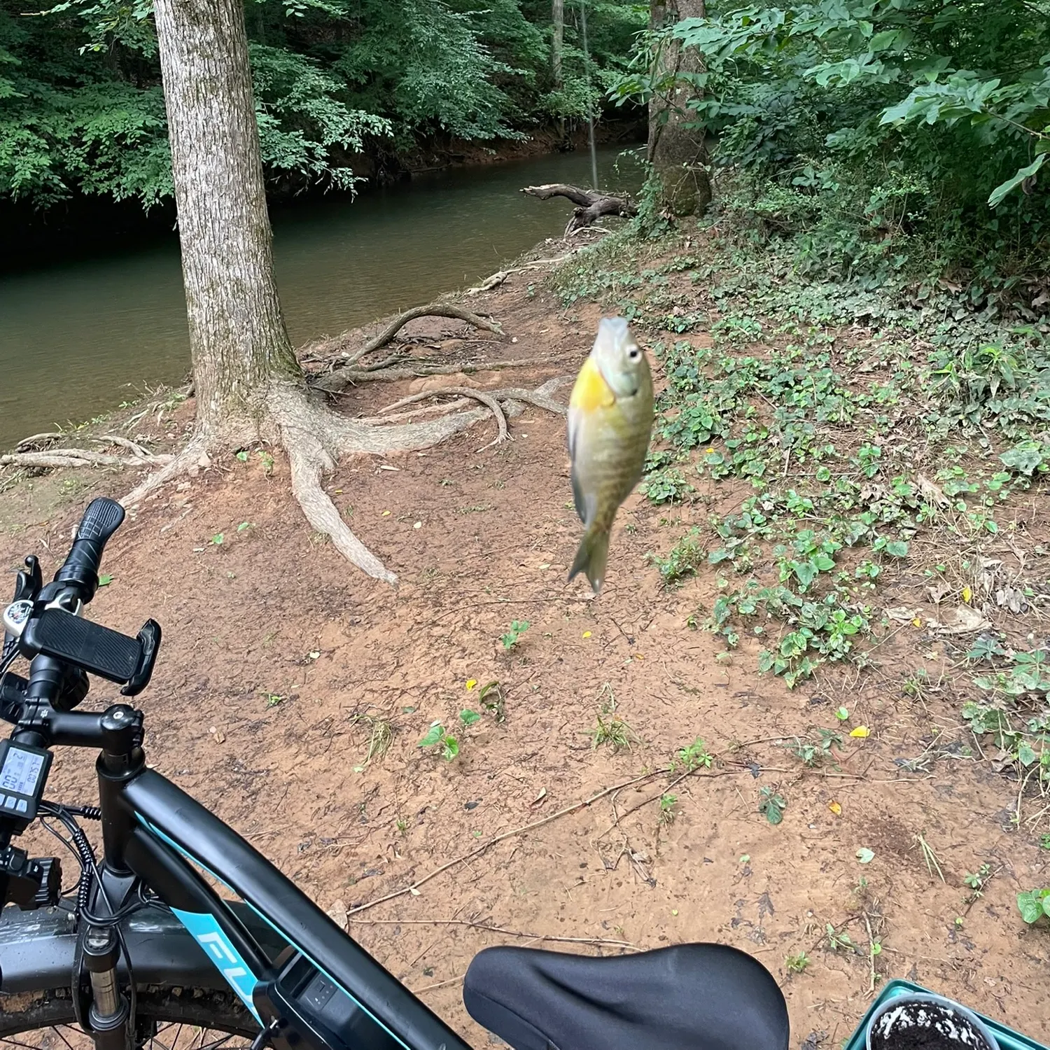 Bluegill caught on Fishbrain