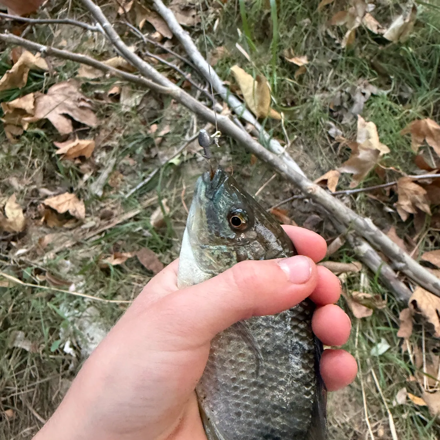Blue tilapia caught on Fishbrain