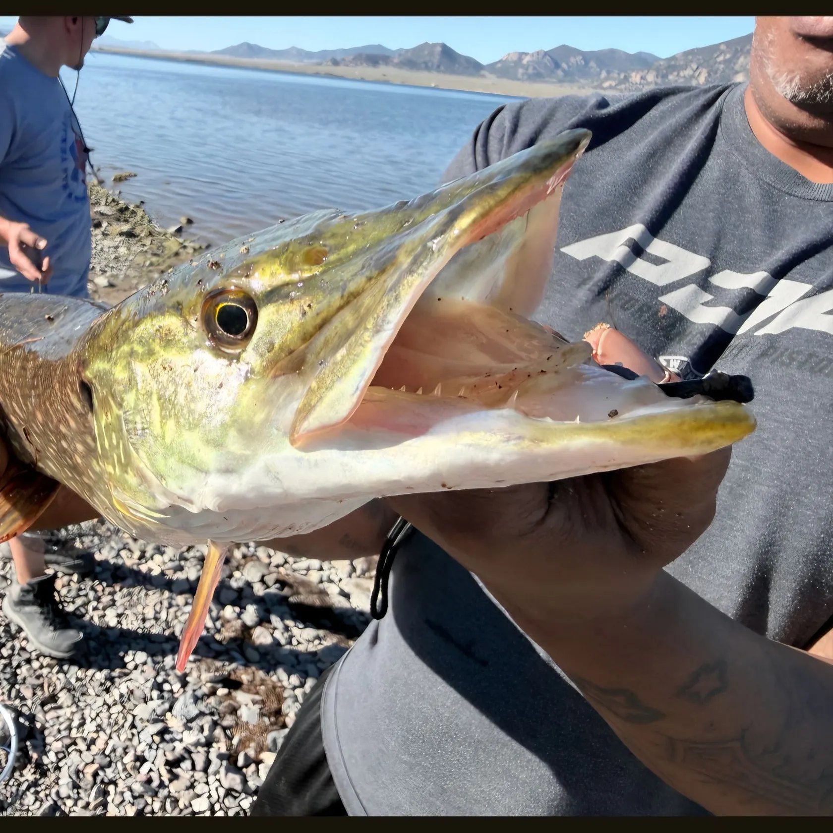 Northern pike caught on Fishbrain