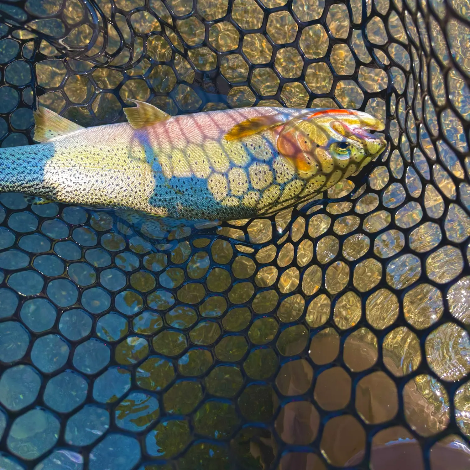 The most recent Westlope cutthroat trout catches on Fishbrain