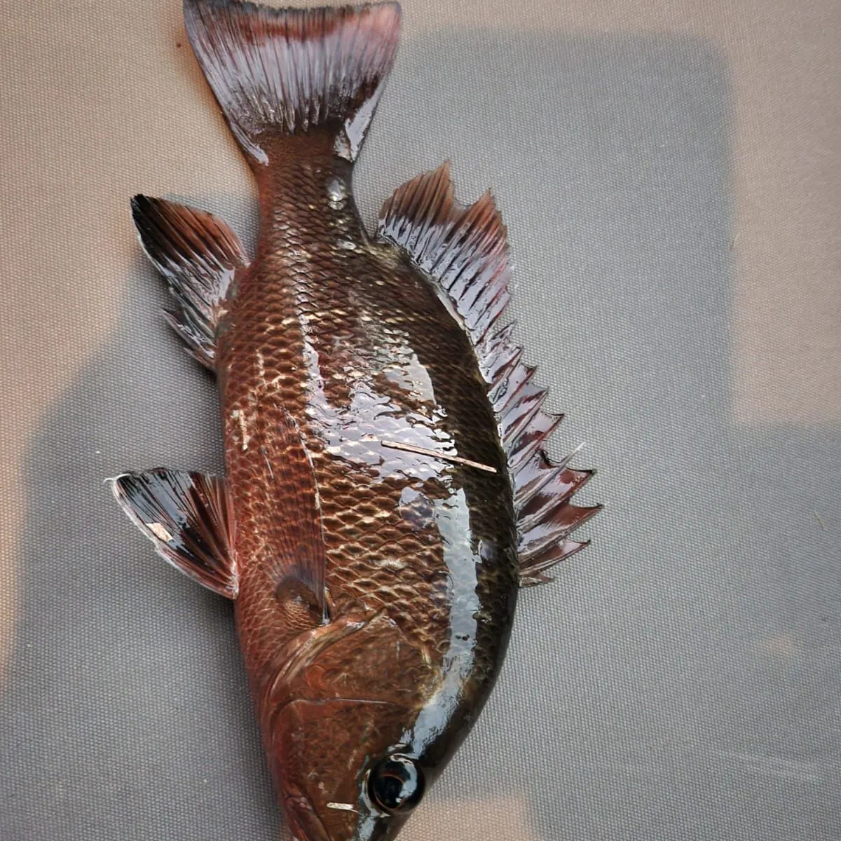 Mangrove red snapper caught on Fishbrain