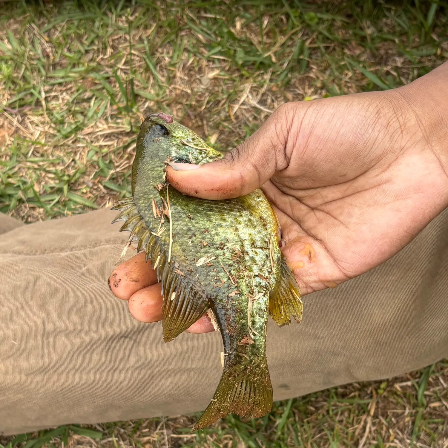 catch