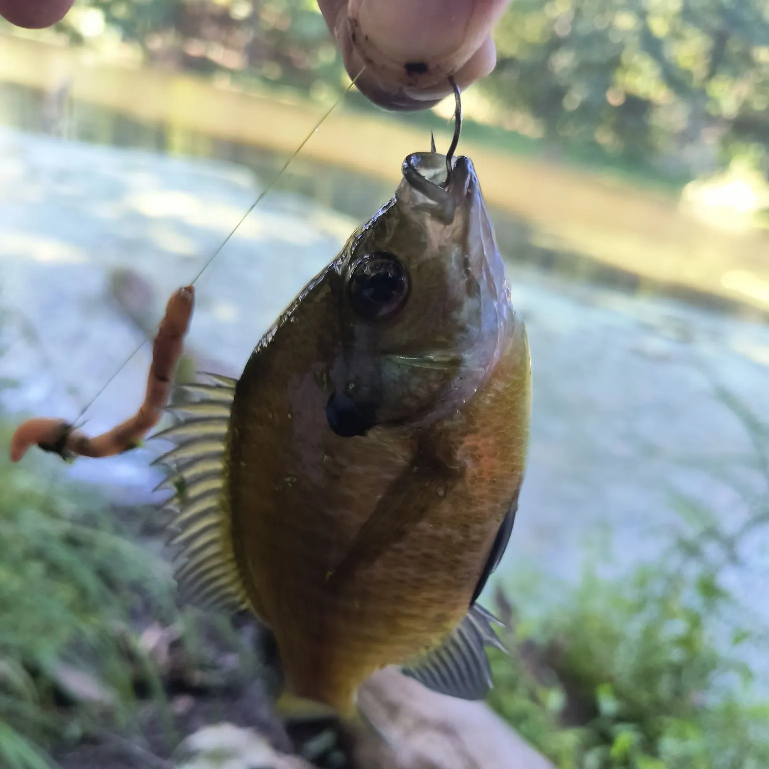 Bluegill caught on Fishbrain