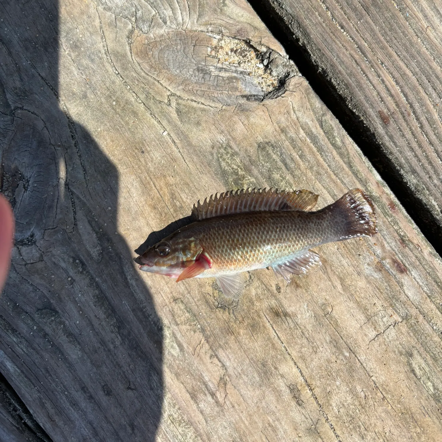 The most recent Cunner catches on Fishbrain