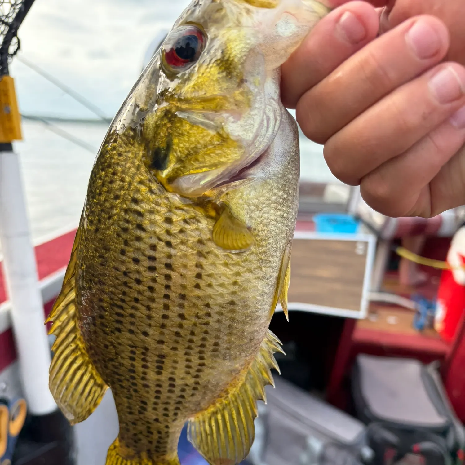 catch