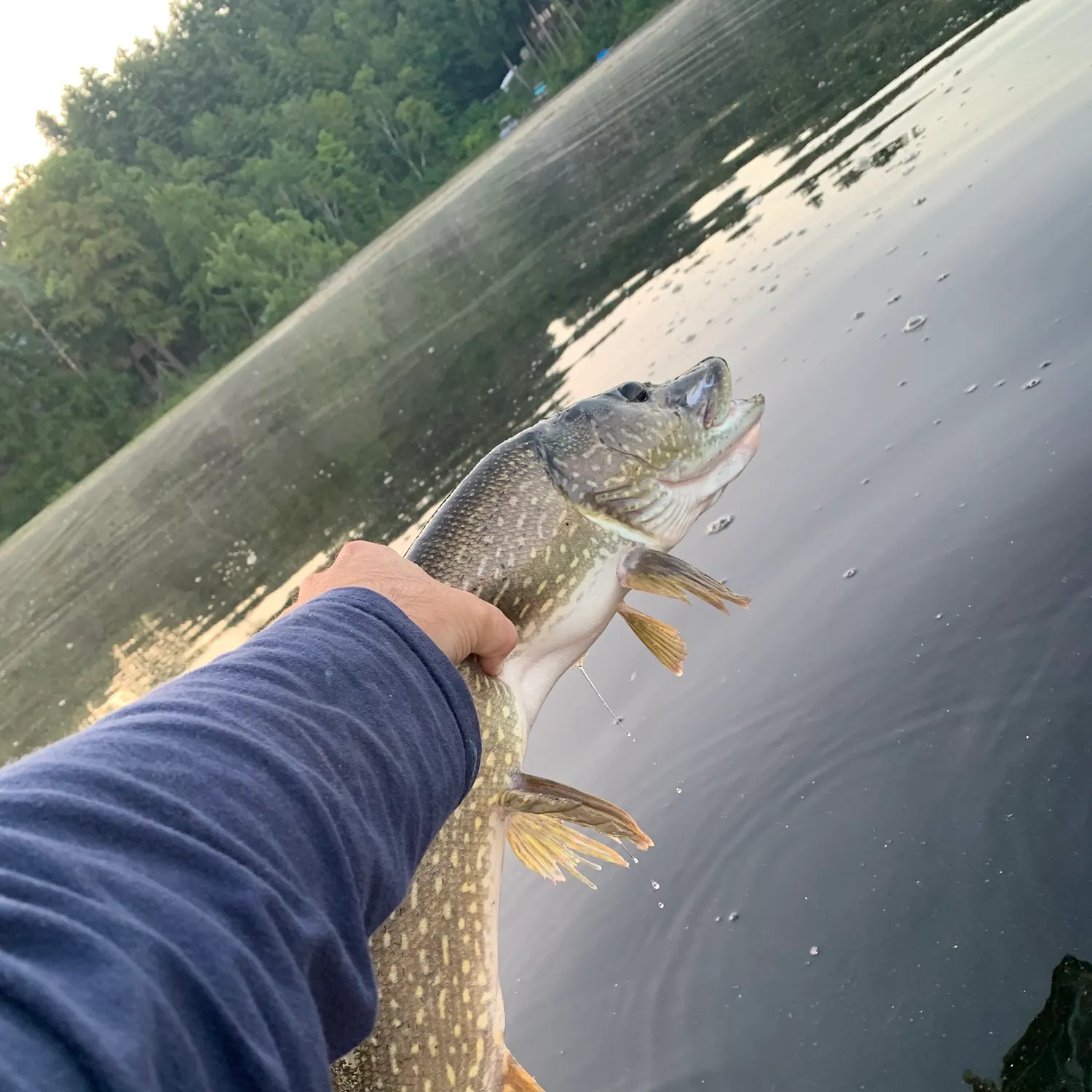 Northern pike caught on Fishbrain