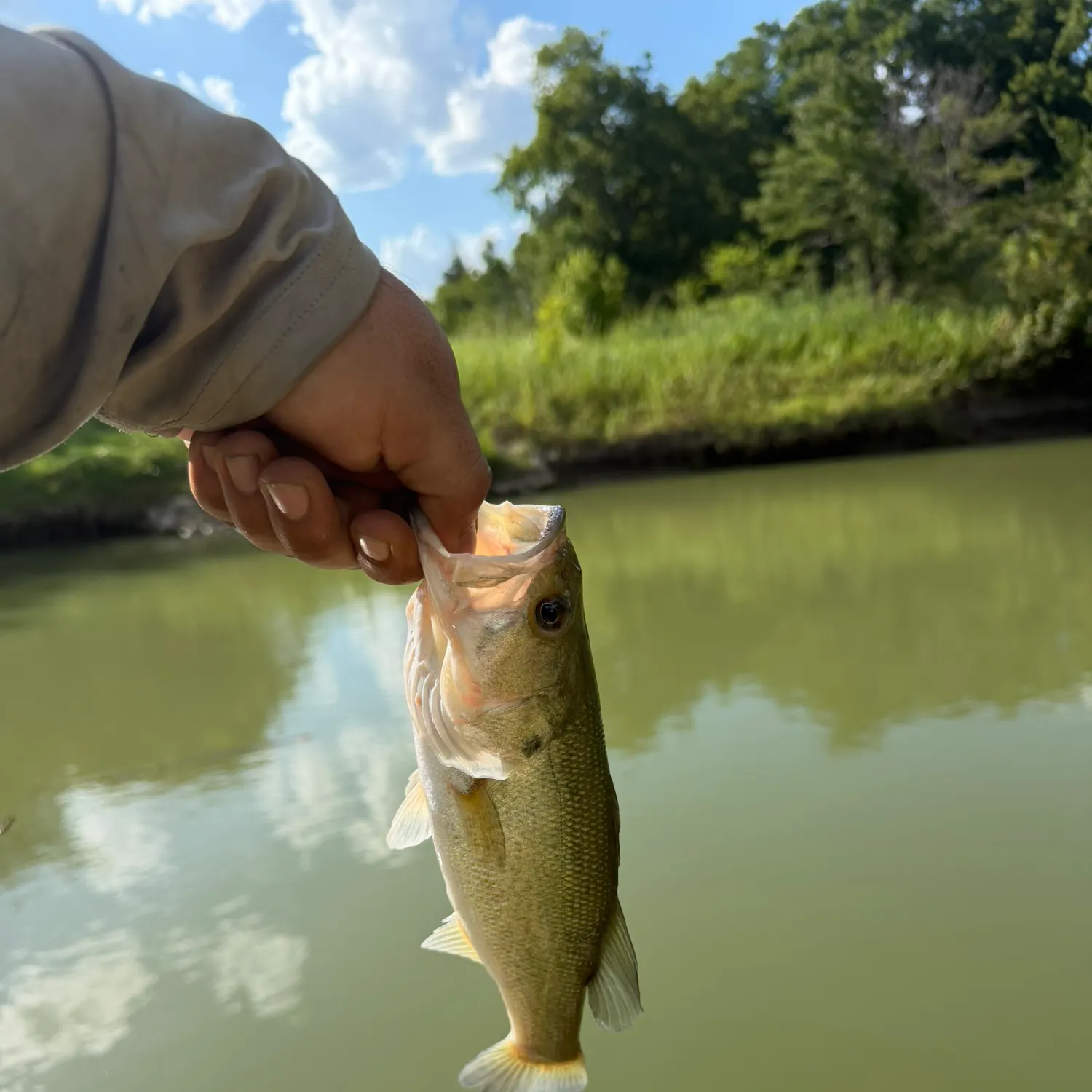 Largemouth bass caught on Fishbrain