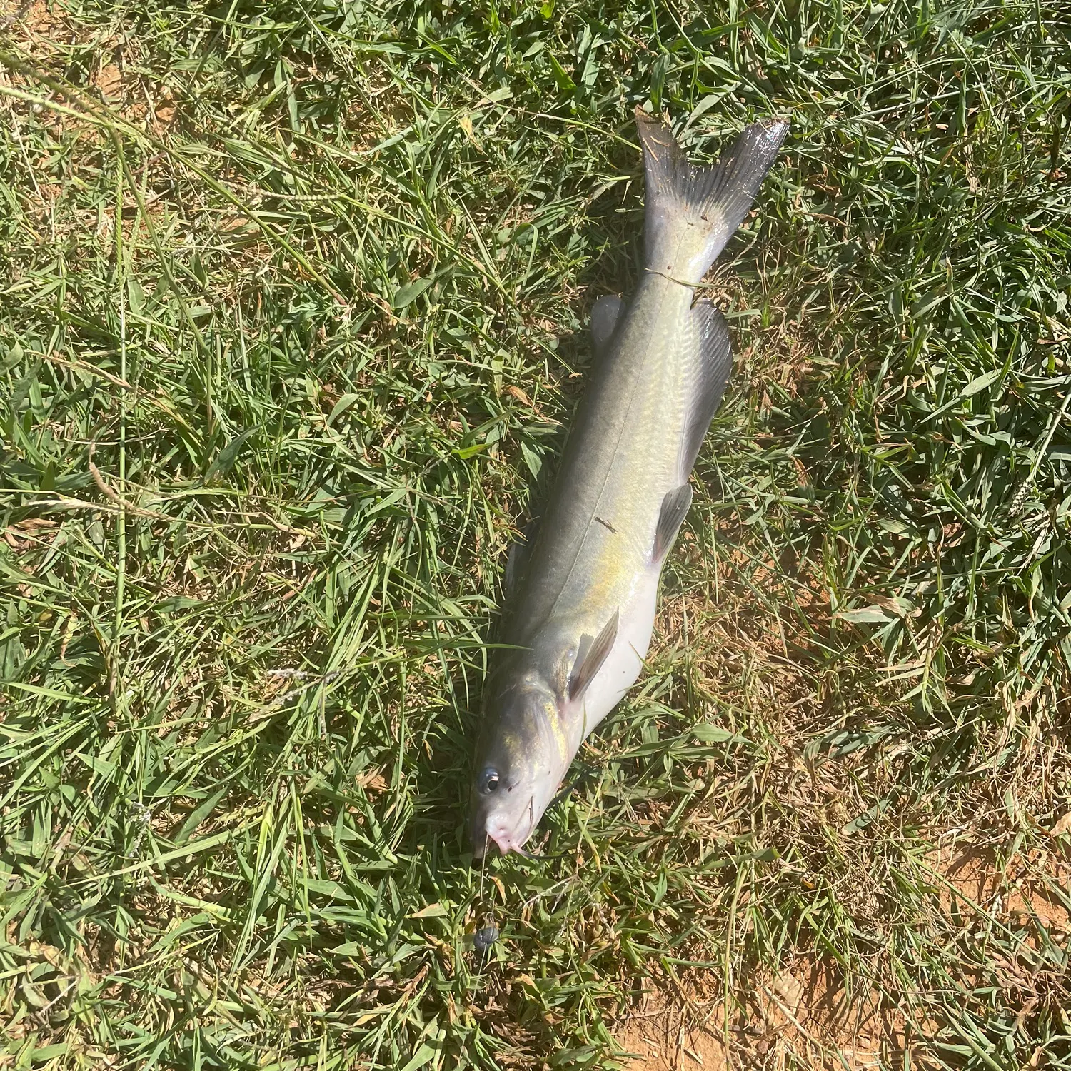 Channel catfish caught on Fishbrain