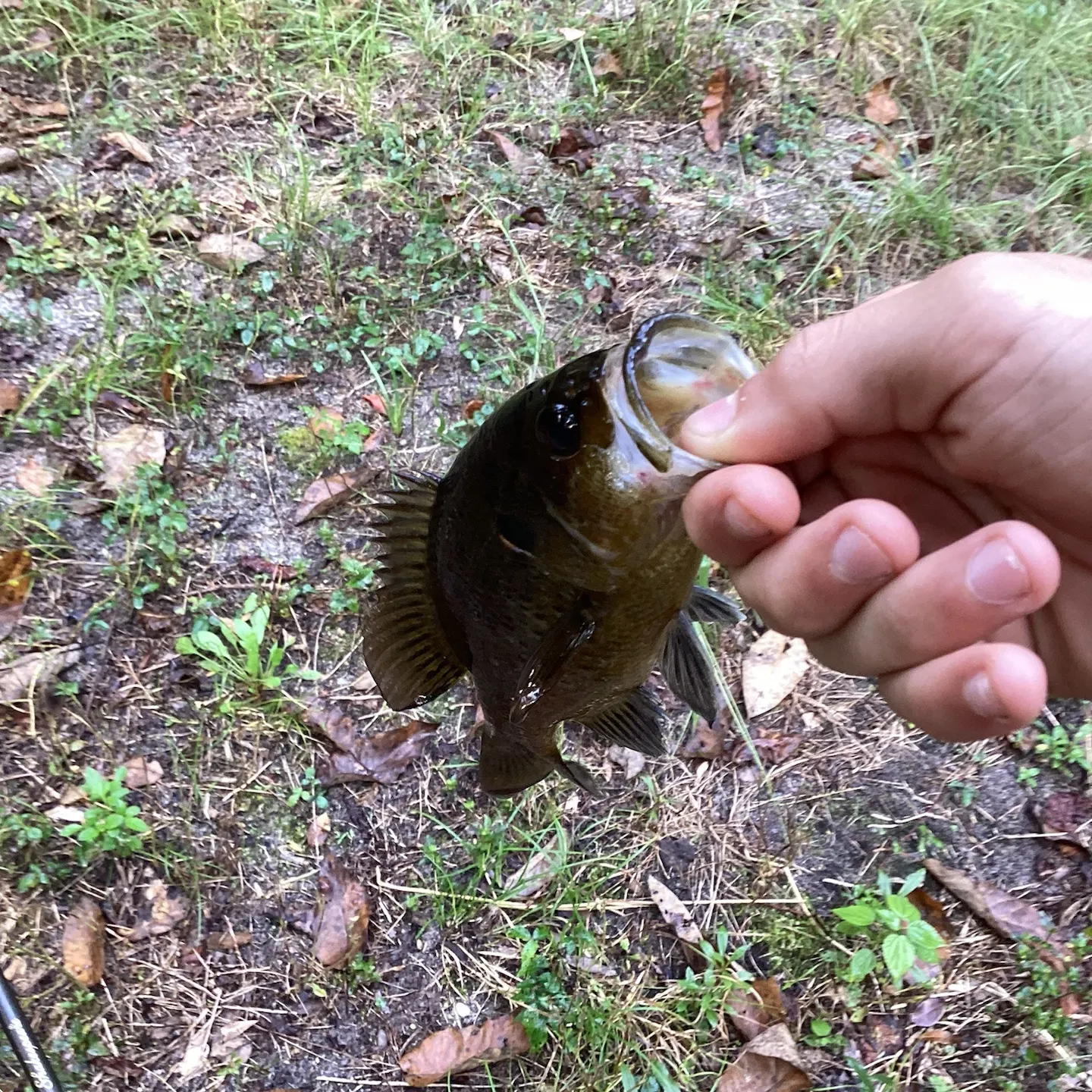 Warmouth caught on Fishbrain