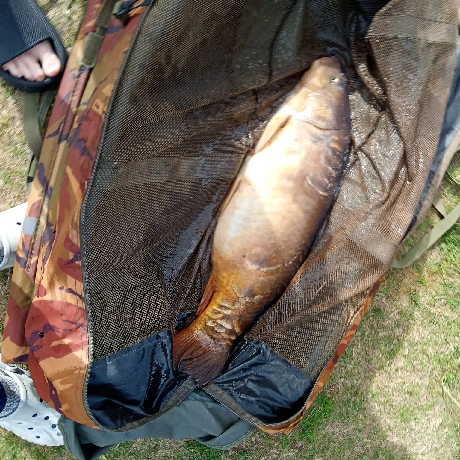 Mirror carp caught on Fishbrain