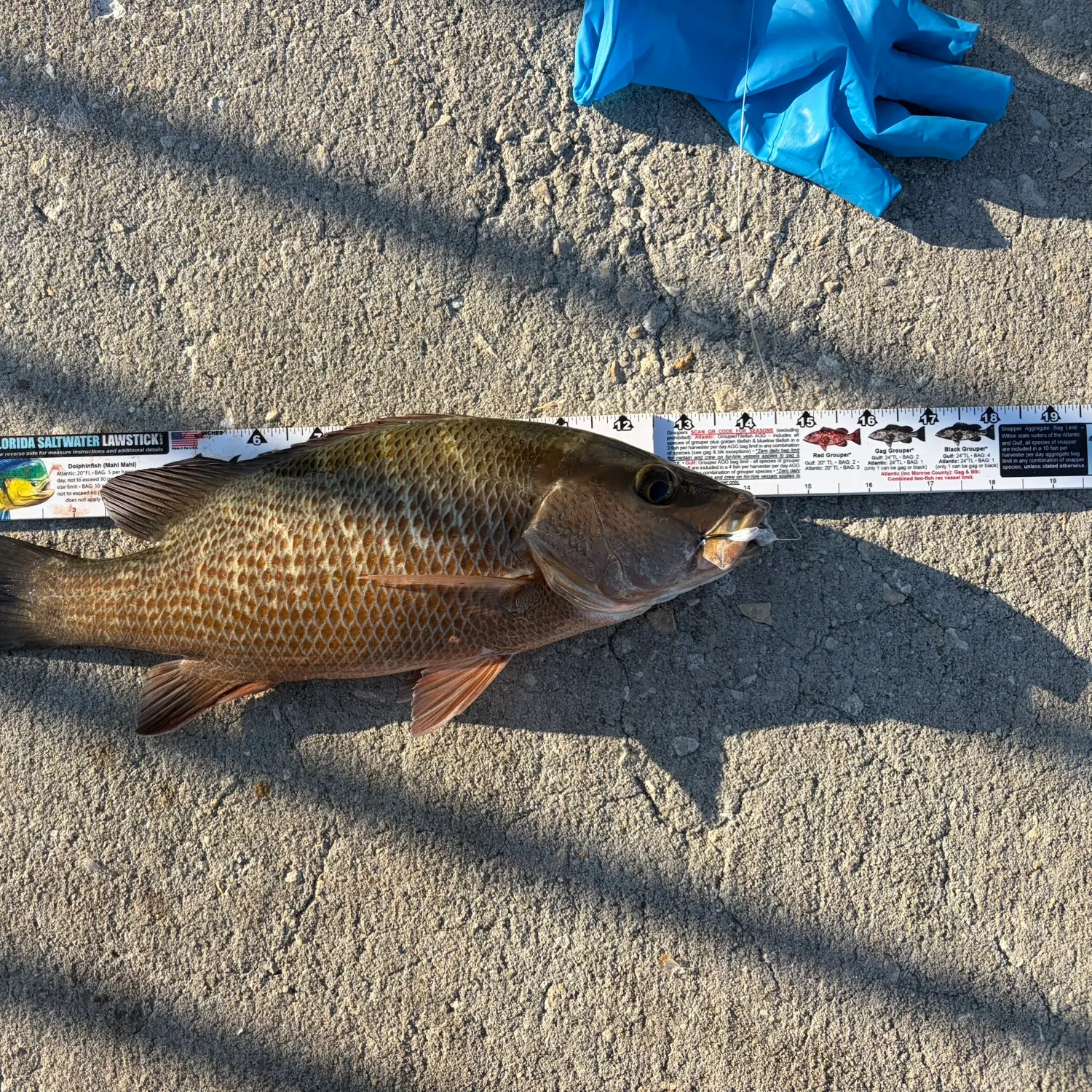 recently logged catches