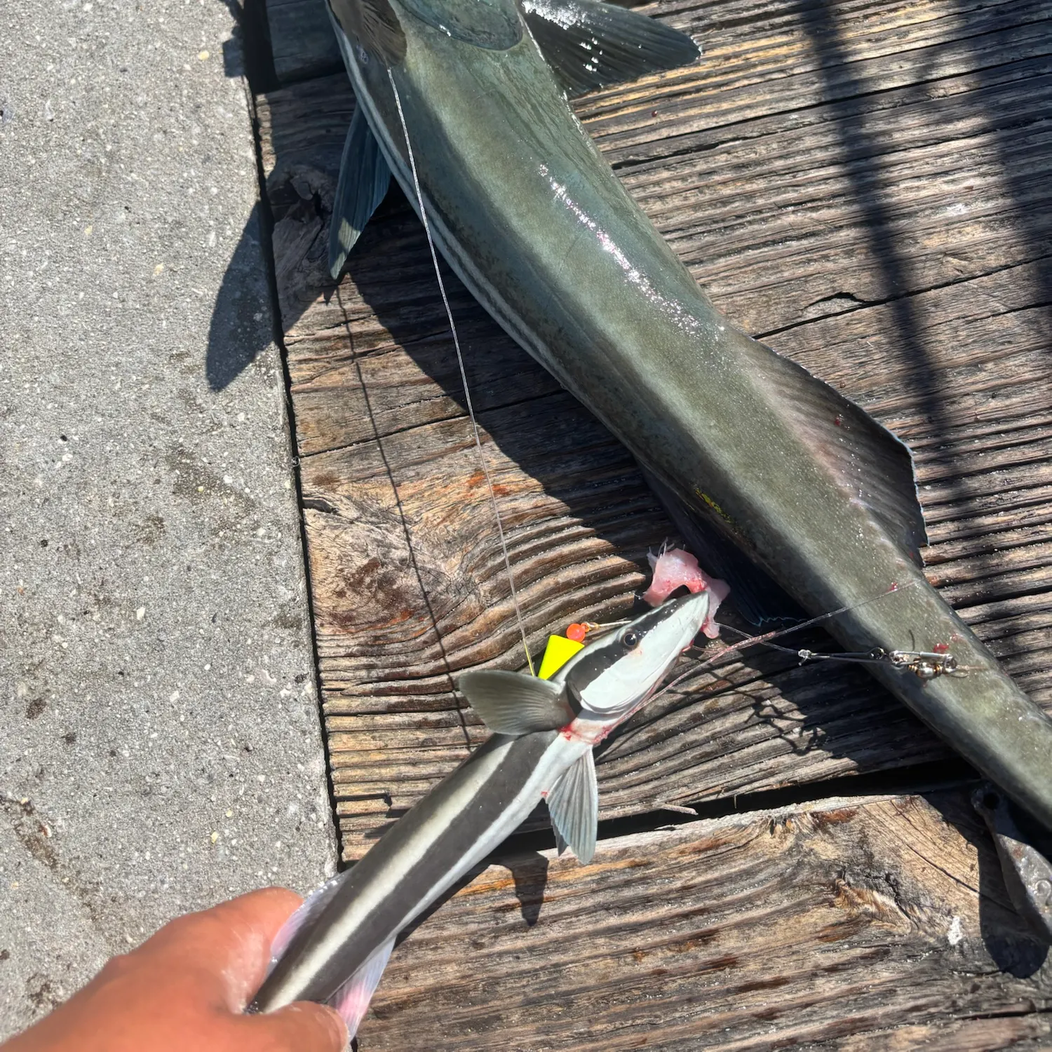 The most recent Live sharksucker catches on Fishbrain