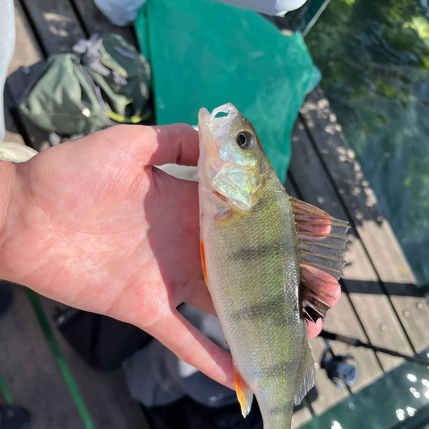 European perch caught on Fishbrain