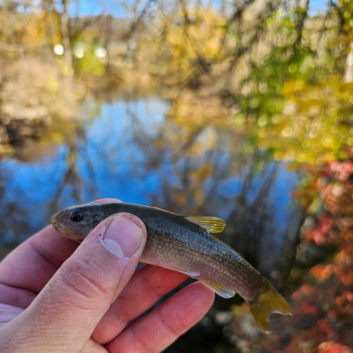 most liked catch image