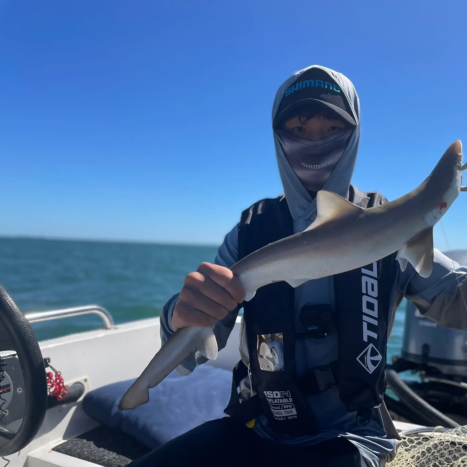 The most recent Milk shark catches on Fishbrain
