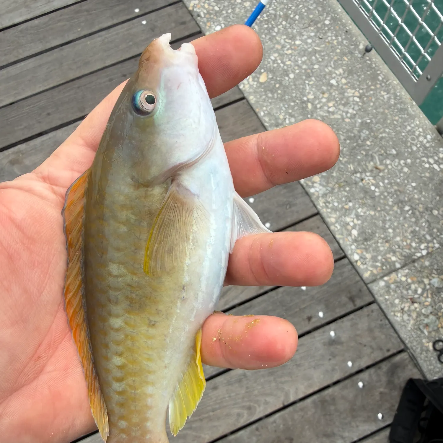 The most recent Princess parrotfish catches on Fishbrain