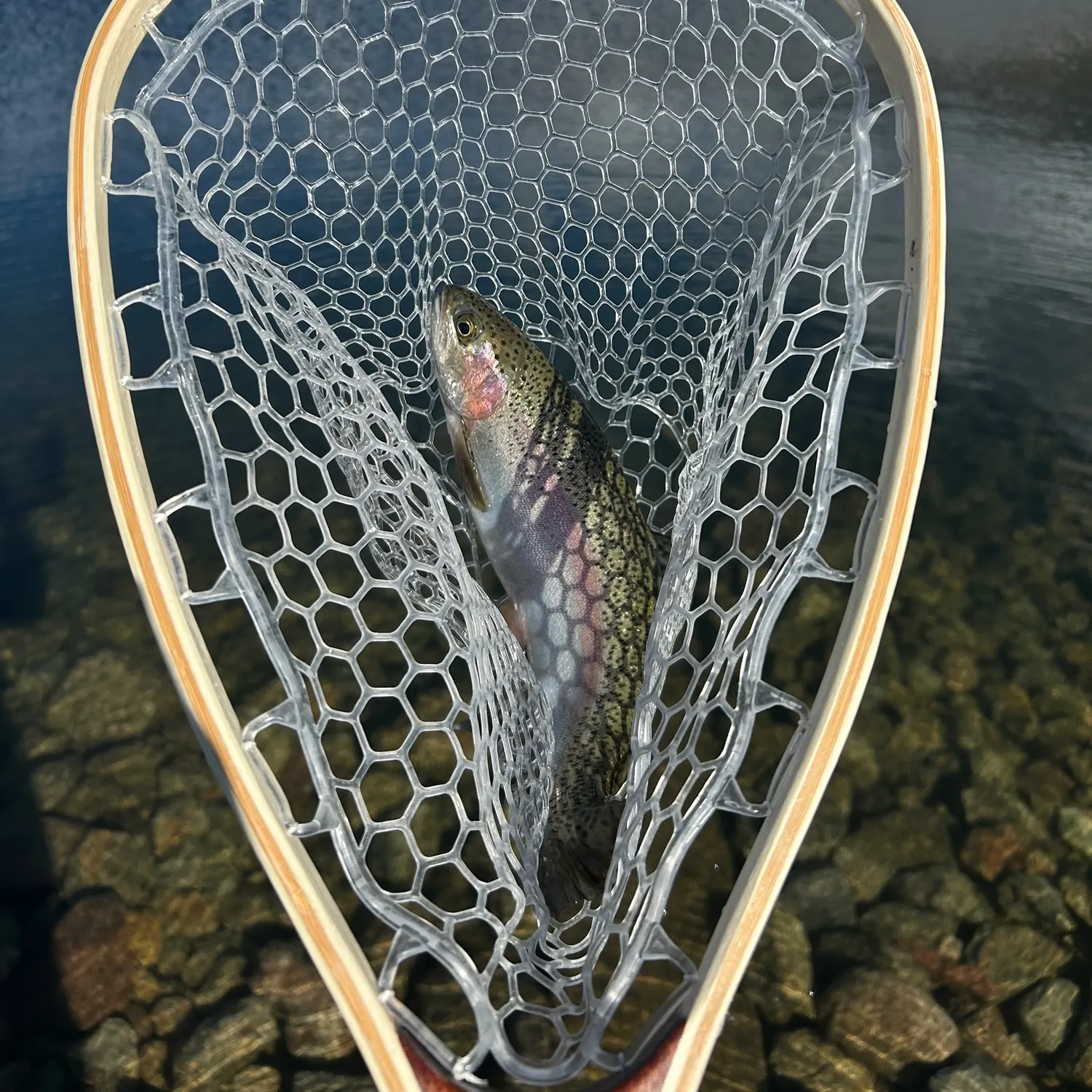 The most recent Rainbow trout catches on Fishbrain