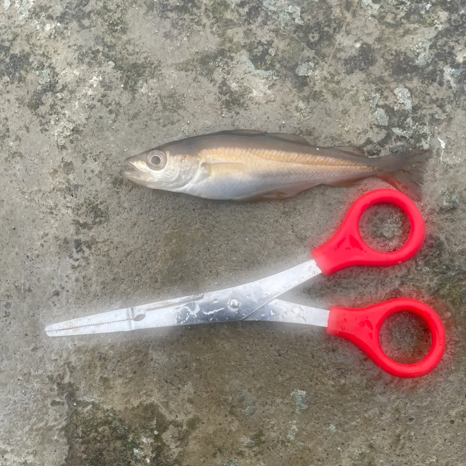 Pollack caught on Fishbrain