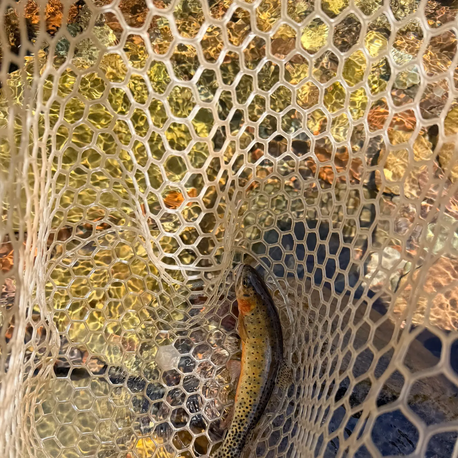 Cutthroat trout caught on Fishbrain