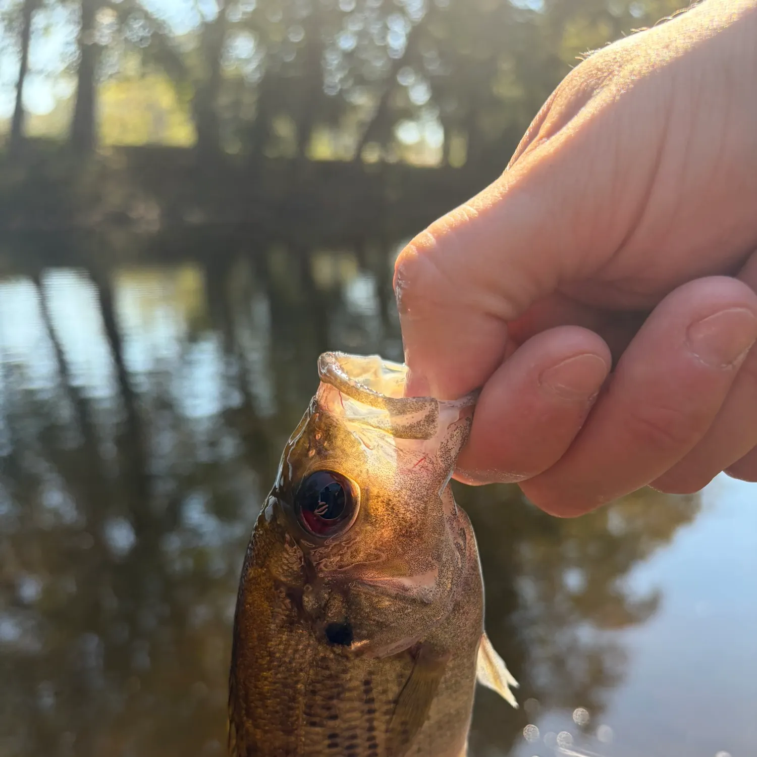 Rock bass caught on Fishbrain