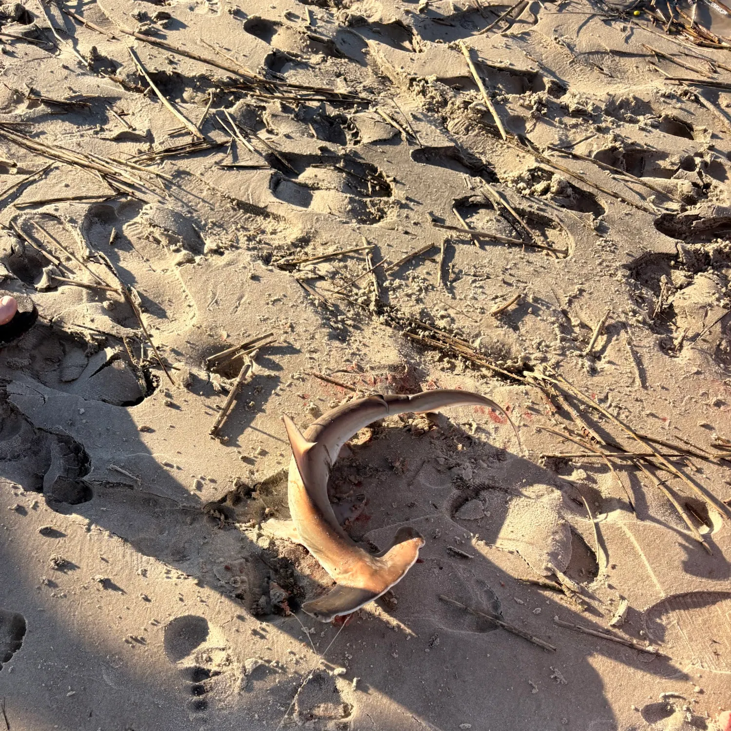 The most recent Scalloped hammerhead shark catches on Fishbrain