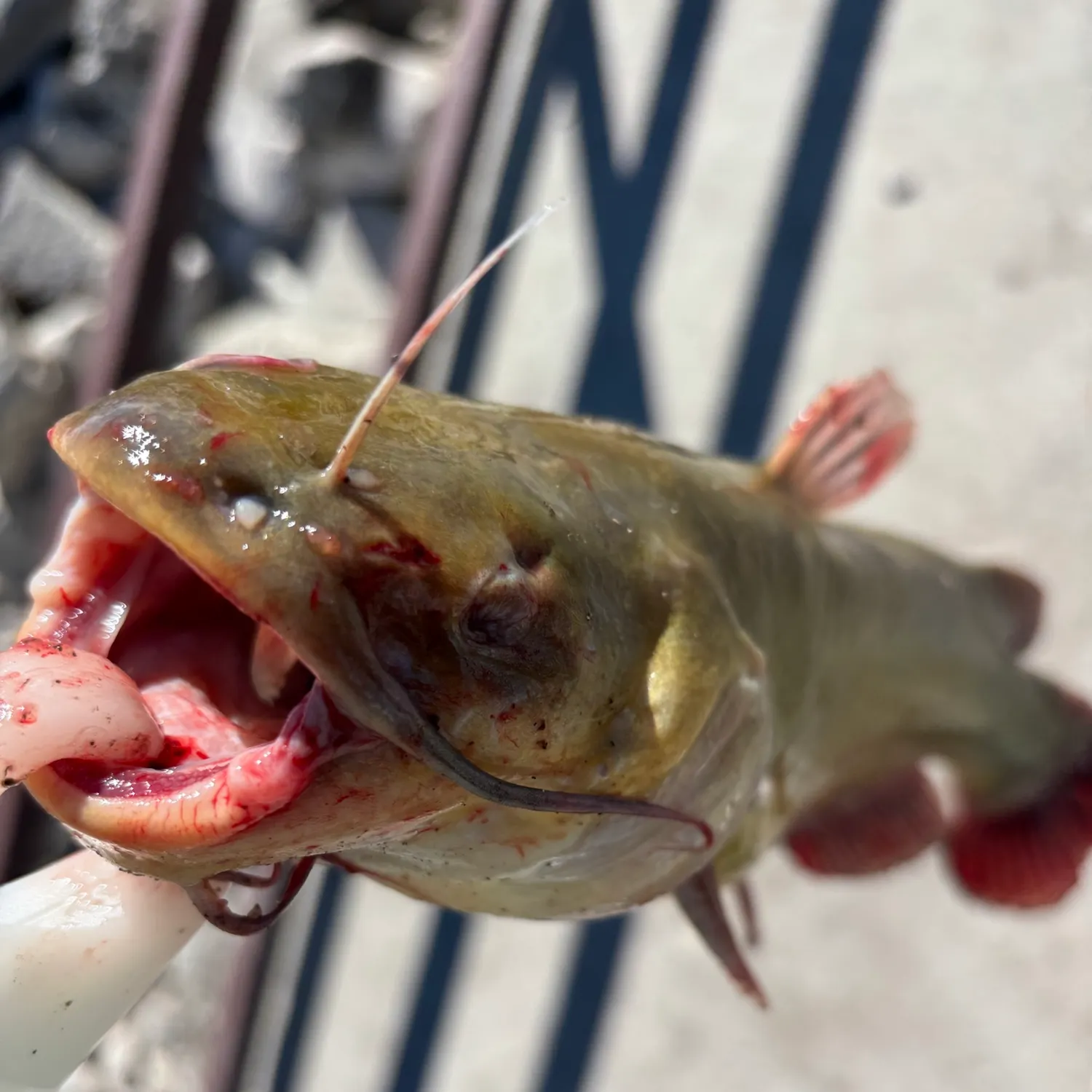 catch