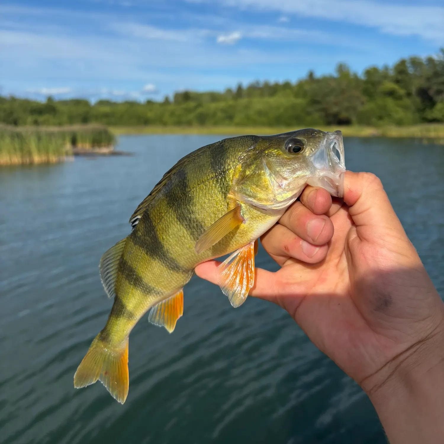 European perch caught on Fishbrain
