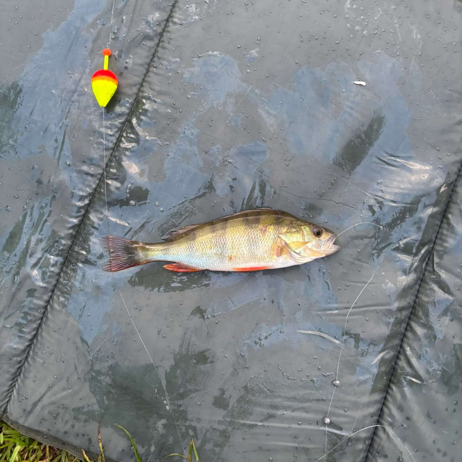 European perch caught on Fishbrain