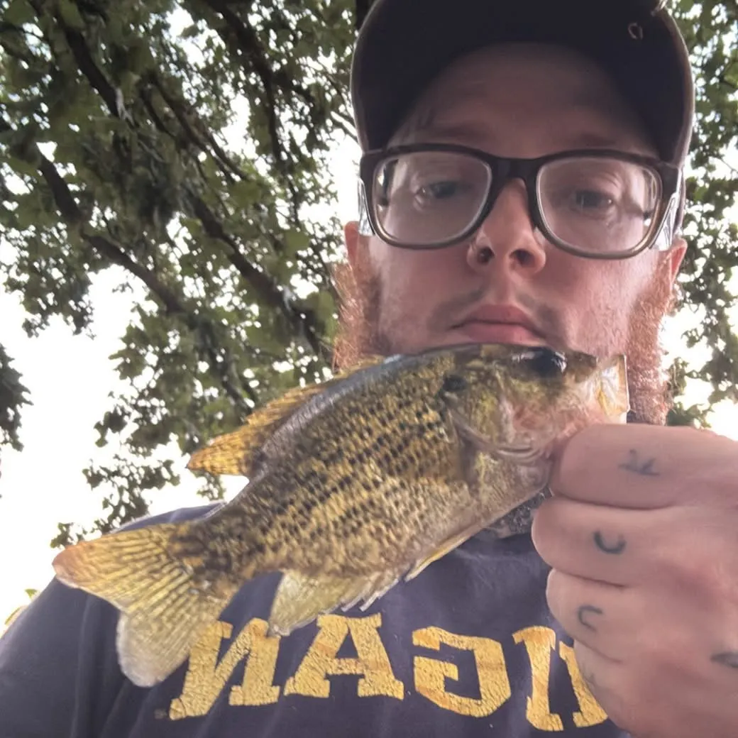 Rock bass caught on Fishbrain