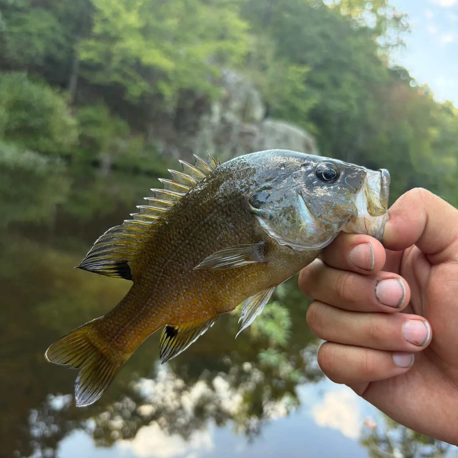 Green sunfish caught on Fishbrain