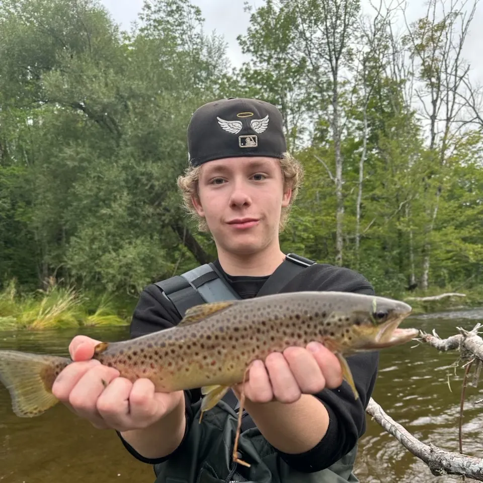 Brown trout caught on Fishbrain