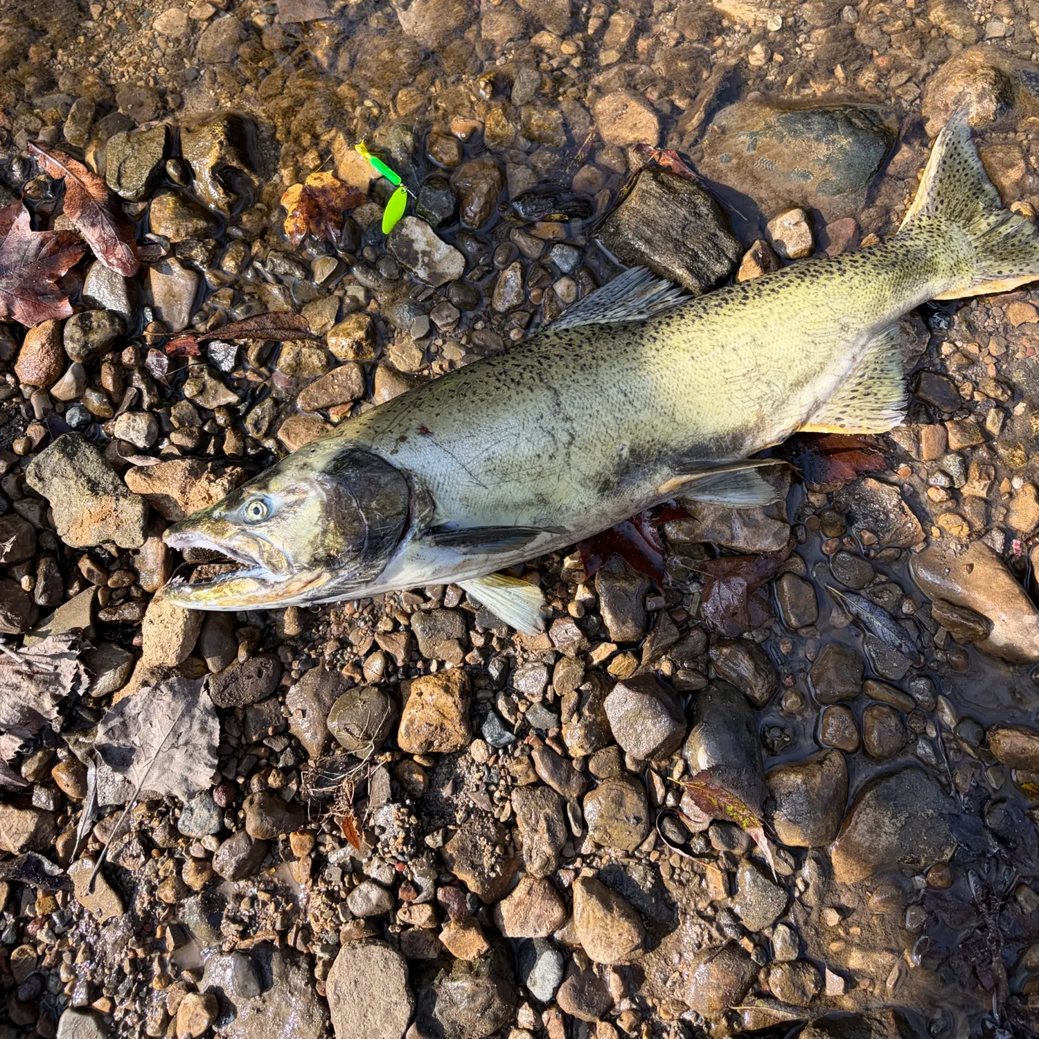 Chinook salmon caught on Fishbrain